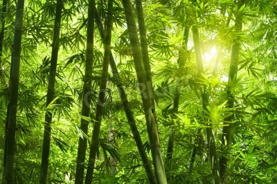 Papier peint  Forêt tropicale de bambous