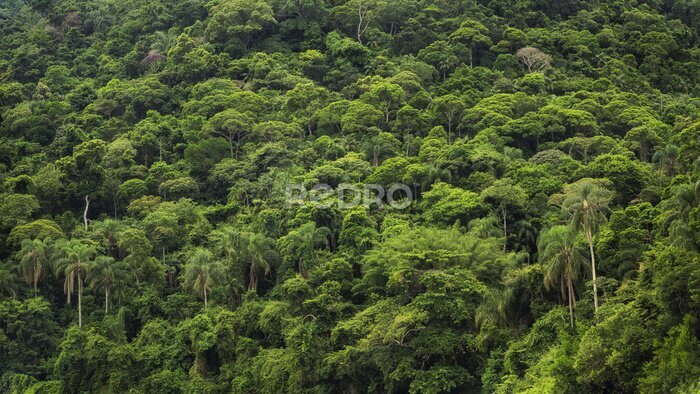 Papier peint  Forêt tropicale sauvage