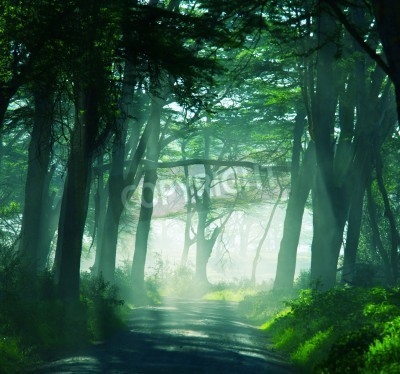 Papier peint  Forêt tropicale sombre