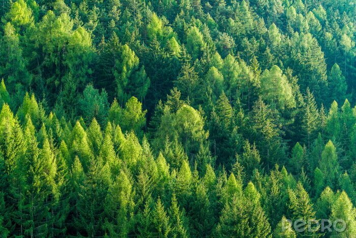 Papier peint  Forêt verte avec sapins et pins