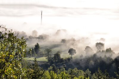 Papier peint  Forêt verte couverte de la brume du matin