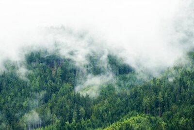 Forêt verte dans un brouillard épais