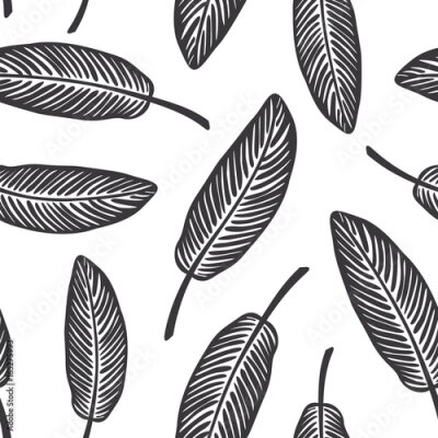 Papier peint  Forme transparente en noir et blanc avec l'oiseau tropical du paradis, feuilles de fleurs strelitzia