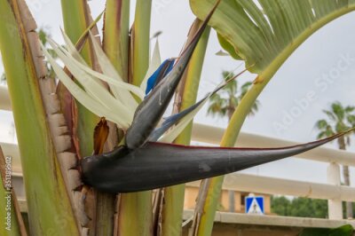 Papier peint  Fotografía  de la planta Strelitzia nicolai