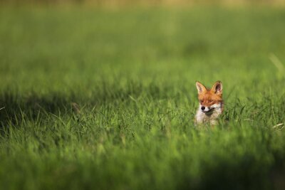 Fox dans la nature, dans une clairière