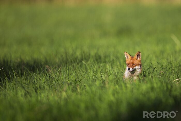 Papier peint  Fox dans la nature, dans une clairière