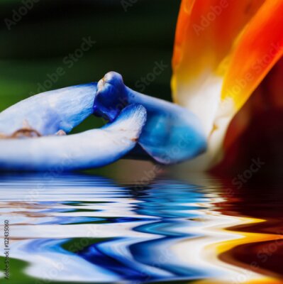Papier peint  Fragment Strelitzia fleur avec réflexion dans l'eau. Costa Rica