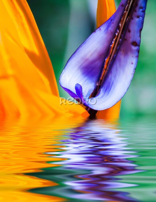 Papier peint  Fragment Strelitzia fleur avec réflexion dans l'eau. Costa Rica