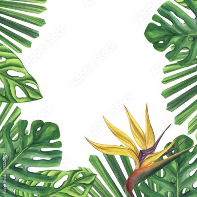 Papier peint  Frame green palm leaves with strelitzia flower. Monstera Likuala Jungle tropical exotic foliage. Hand-drawn watercolor illustration isolated on white background. For design logo card poster