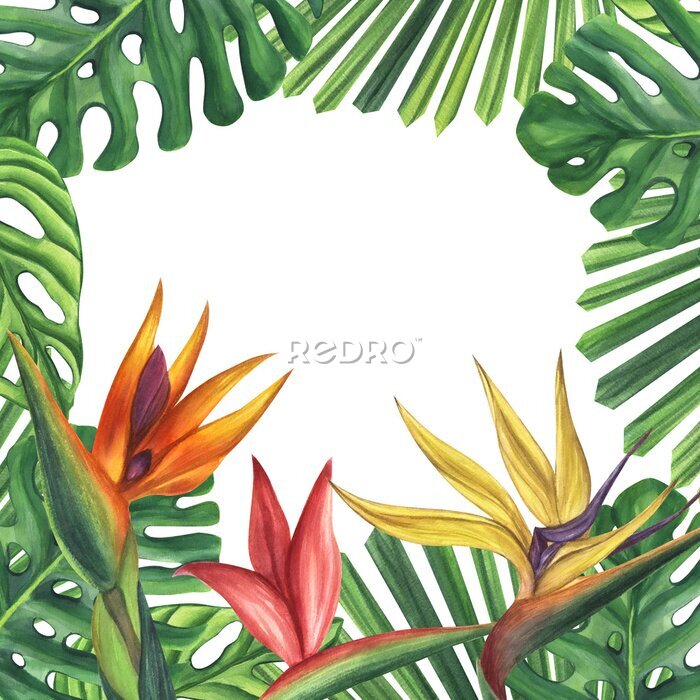Papier peint  Frame green palm leaves with strelitzia flower. Monstera Likuala Jungle tropical exotic foliage. Hand-drawn watercolor illustration isolated on white background. For design logo card poster
