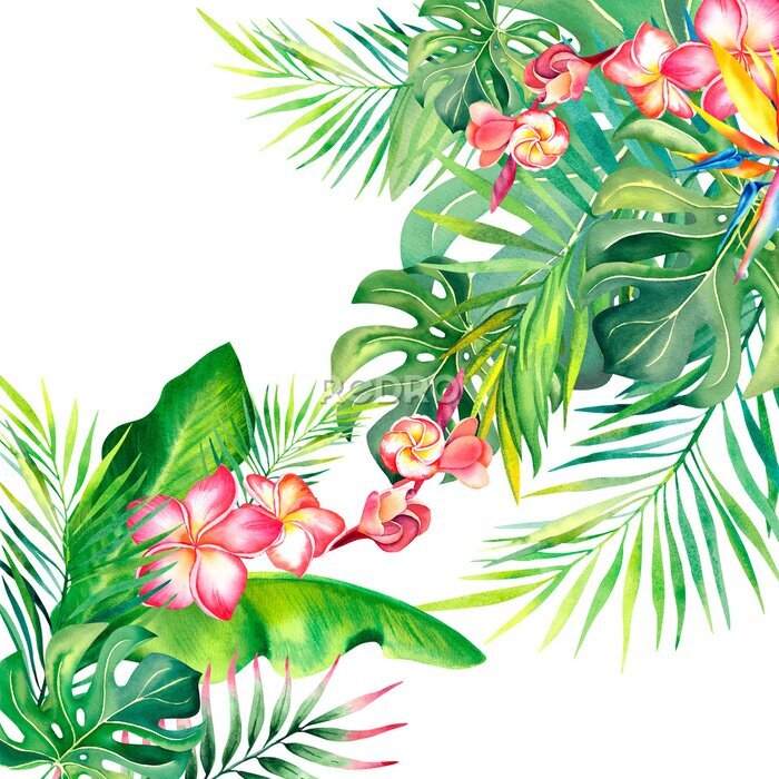 Papier peint  Frame made of palm leaves. Strelitzia. Plumeria.Tropical plants. Tropical leaves. Summer mood. Watercolor illustration. Banner.