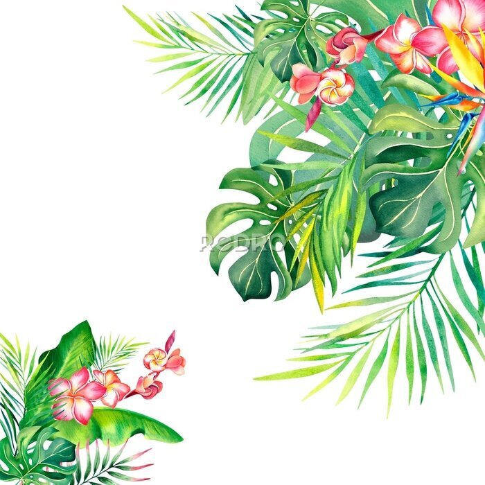 Papier peint  Frame made of palm leaves. Strelitzia. Plumeria.Tropical plants. Tropical leaves. Summer mood. Watercolor illustration. Banner.