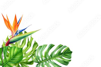Papier peint  frame, tropical leaves and flowers on an isolated background, greeting cards with space for text, watercolor painting,  floral design, plumeria, strelitzia, palms, monstera, ficus