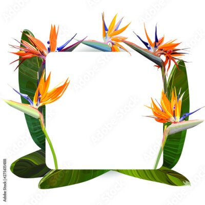 Papier peint  Frame with Strelitzia Reginae orange tropical flower bouquets. South African plant, so called crane flower or bird of paradise. Vector illustration, EPS 10