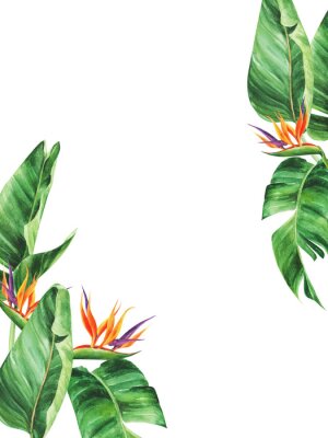 Papier peint  Frame with tropical leaves, strelitzia on an isolated white background, watercolor jungle, botanical drawing.