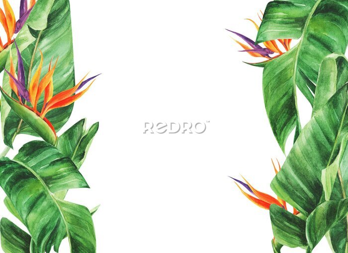 Papier peint  Frame with tropical leaves, strelitzia on an isolated white background, watercolor jungle, botanical drawing.