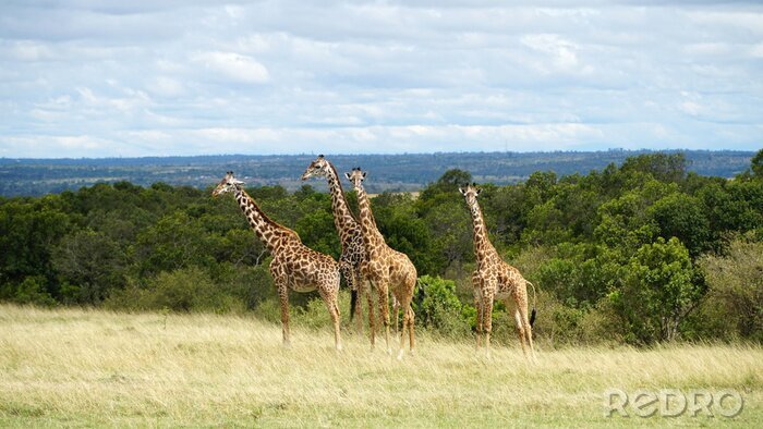Papier peint  Free Giraffes in National Park of Kenya, Africa