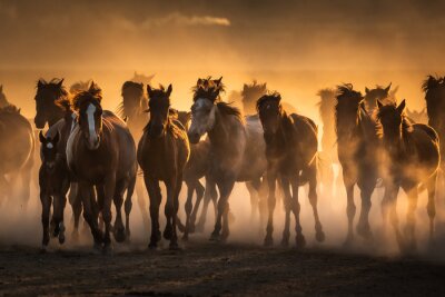 Papier peint  Free horses, left to nature at sunset. Cappadocia, Turkey