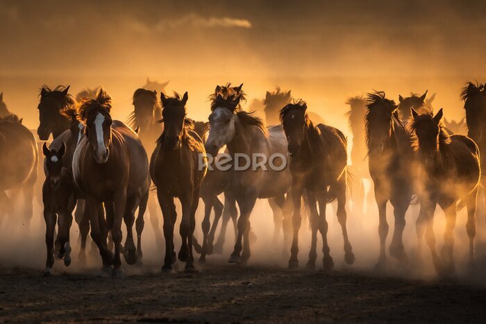 Papier peint  Free horses, left to nature at sunset. Cappadocia, Turkey