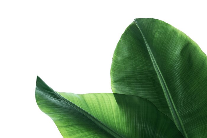 Papier peint  Fresh green banana leaves on white background, top view. Tropical foliage