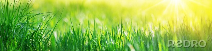 Papier peint  Fresh green grass background with sunlight