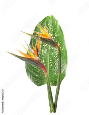 Papier peint  Fresh tropical leaf and strelitzia flowers on white background