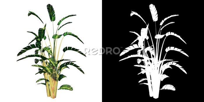 Papier peint  Front view of Plant (giant white bird of paradise Strelitzia nicolai 1) Tree png with alpha channel to cutout made with 3D render 
