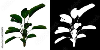 Papier peint  Front view of Plant (Strelitzia Nicolai Bird of Paradise 1) Tree png with alpha channel to cutout made with 3D render 