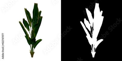 Papier peint  Front view of Plant (Strelitzia Nicolai Bird of Paradise 2) Tree png with alpha channel to cutout made with 3D render 