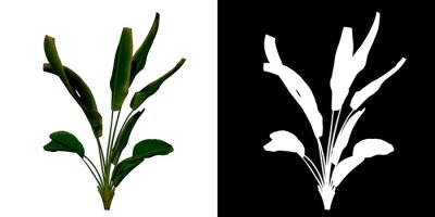 Papier peint  Front view of Plant (Strelitzia Nicolai Bird of Paradise 3) Tree png with alpha channel to cutout made with 3D render 