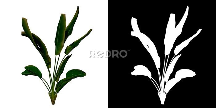 Papier peint  Front view of Plant (Strelitzia Nicolai Bird of Paradise 3) Tree png with alpha channel to cutout made with 3D render 