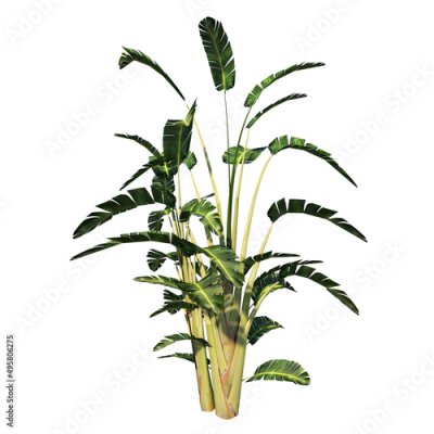 Papier peint  Front view of Tree (giant white bird of paradise Strelitzia nicolai 1) Plant white background 3D Rendering Ilustracion 3D	