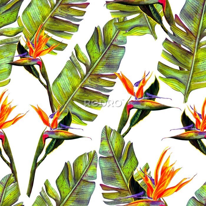 Papier peint  funny seamless wallpaper wallpaper of tropical green palm leaves and strelitzia flowers on a white background.