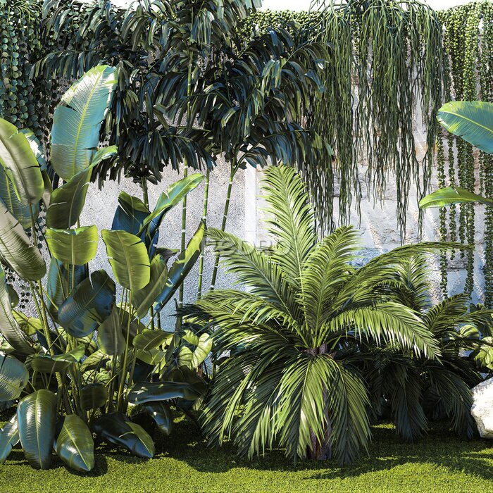 Papier peint   Garden with exotic plants Strelitzia Ravenal palm