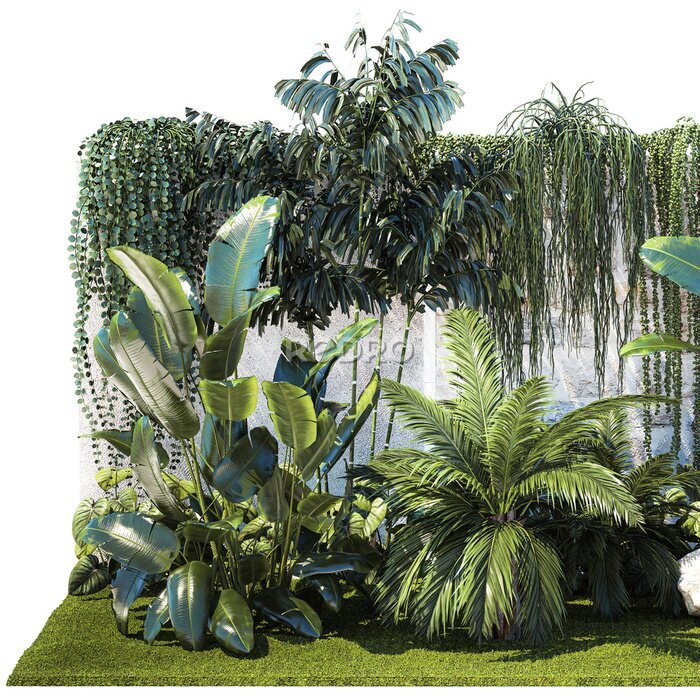 Papier peint   Garden with exotic plants Strelitzia Ravenal palm