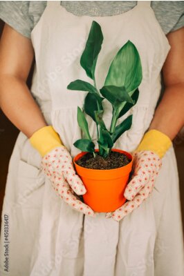 Papier peint  Gardener in dress and gloves carrying orange pot with Strelitzia Reginae plant at home