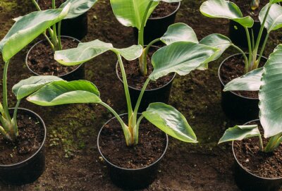 Papier peint  gardening, planting and flora concept - close up of plant strelitzia in pots at greenhouse