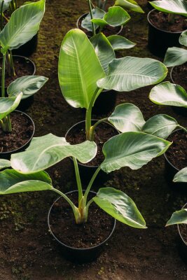 Papier peint  gardening, planting and flora concept - close up of plant strelitzia in pots at greenhouse