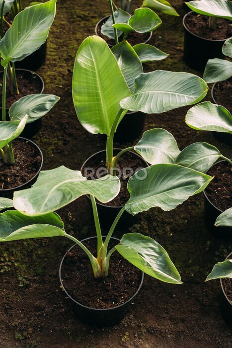 Papier peint  gardening, planting and flora concept - close up of plant strelitzia in pots at greenhouse