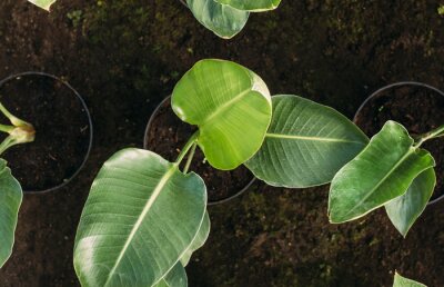 Papier peint  gardening, planting and flora concept - close up of plant strelitzia in pots at greenhouse top view