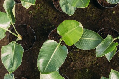 Papier peint  gardening, planting and flora concept - close up of plant strelitzia in pots at greenhouse top view