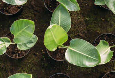Papier peint  gardening, planting and flora concept - close up of plant strelitzia in pots at greenhouse top view