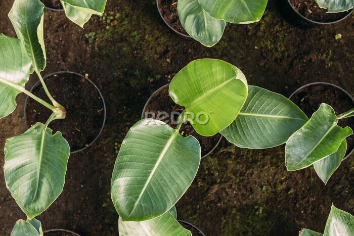 Papier peint  gardening, planting and flora concept - close up of plant strelitzia in pots at greenhouse top view