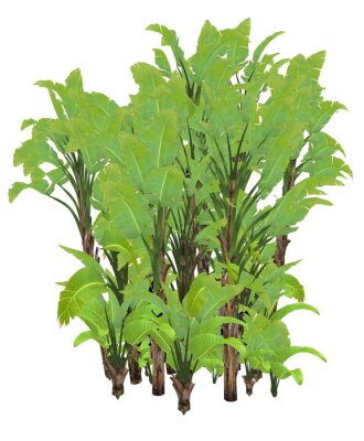 Papier peint  Géant, blanc, oiseau, paradis, sauvage, banane, arbre, strelitzia, nicolai