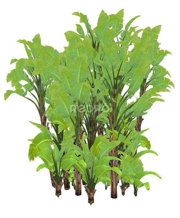 Papier peint  Géant, blanc, oiseau, paradis, sauvage, banane, arbre, strelitzia, nicolai