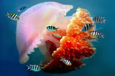 géant méduses natation avec des tentacules suivantes sous l'eau