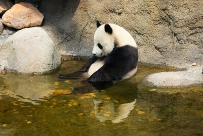 Géant, panda, séance, eau