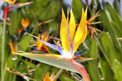 Papier peint  genre Strelitzia reginae fleur d'orange oiseau