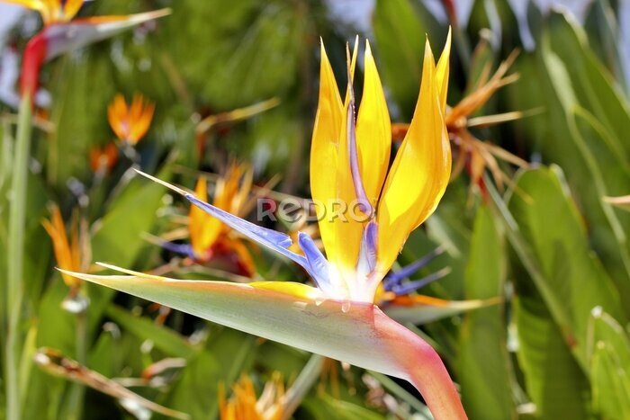Papier peint  genre Strelitzia reginae fleur d'orange oiseau