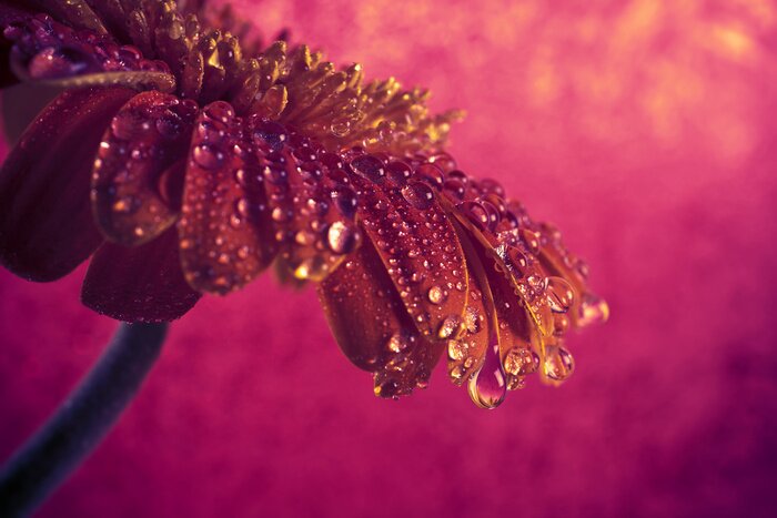 Papier peint  Gerbera rubis et rosée